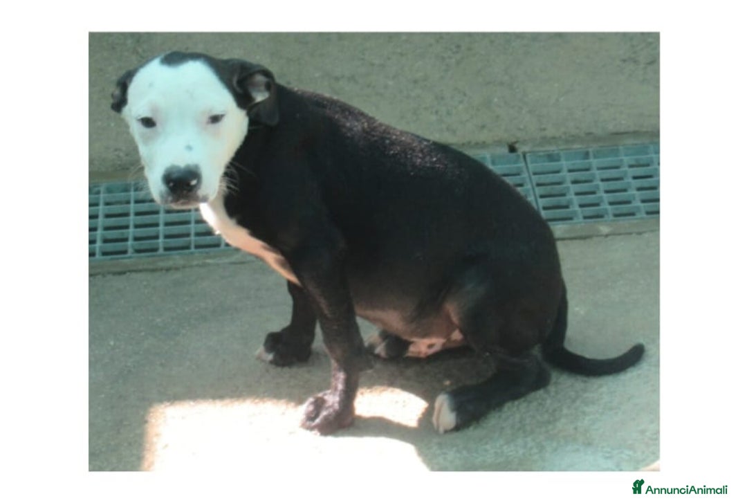 Pitbull cani in regalo: Cucciolo simil amstaff - Annuncio 1