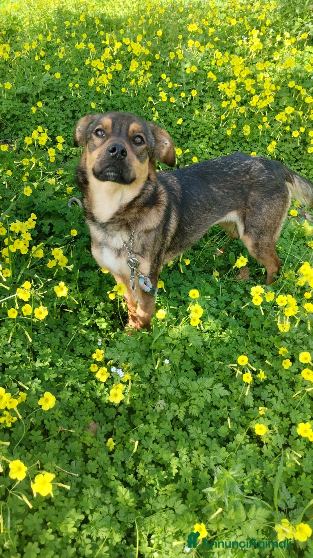 Meticcio cani in regalo: UNA MAMMA PER TEKILA a Provincia di Varese - Annuncio 2