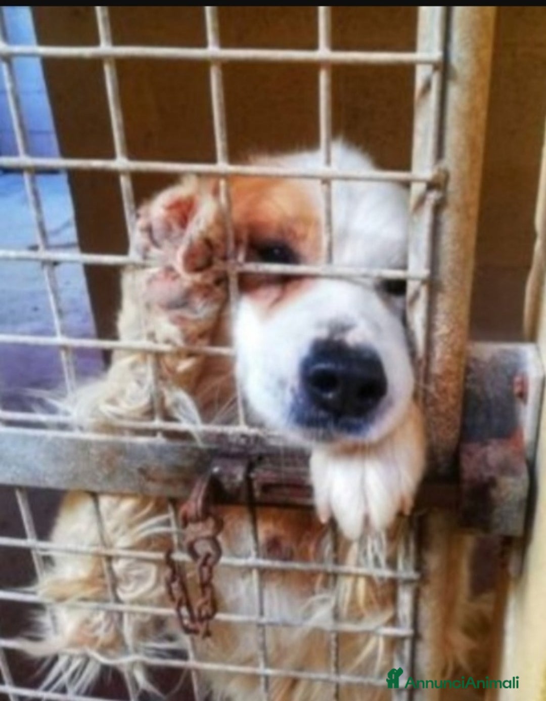 Meticcio cani in regalo: 15anni ASPETTA ANCORA CASA!!!TARANTO SIS CASA  - Annuncio 3