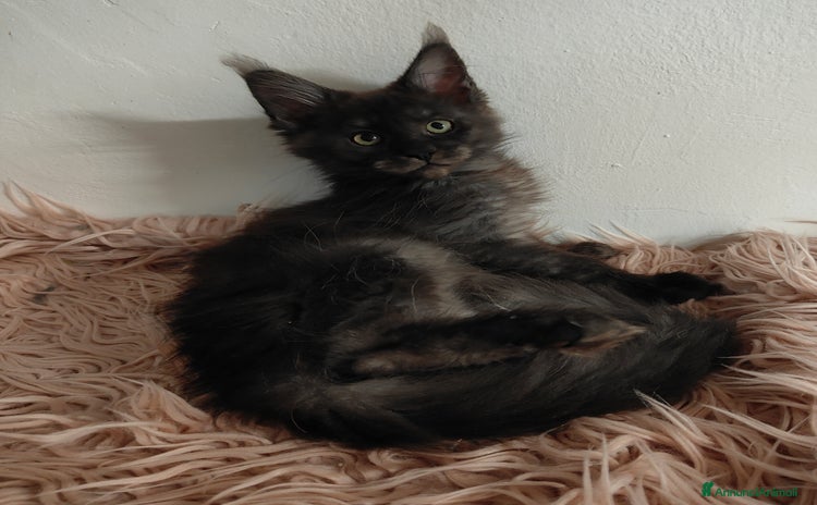Maine Coon gatti a Città Metropolitana di Venezia - Annuncio 1