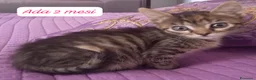 Altre razze gatti in regalo: Gattini destinati alla colonia  a Provincia di Ferrara - Annuncio 6