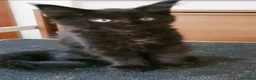Maine Coon gatti in vendita: Maine Coon maschio nero  - Annuncio 2