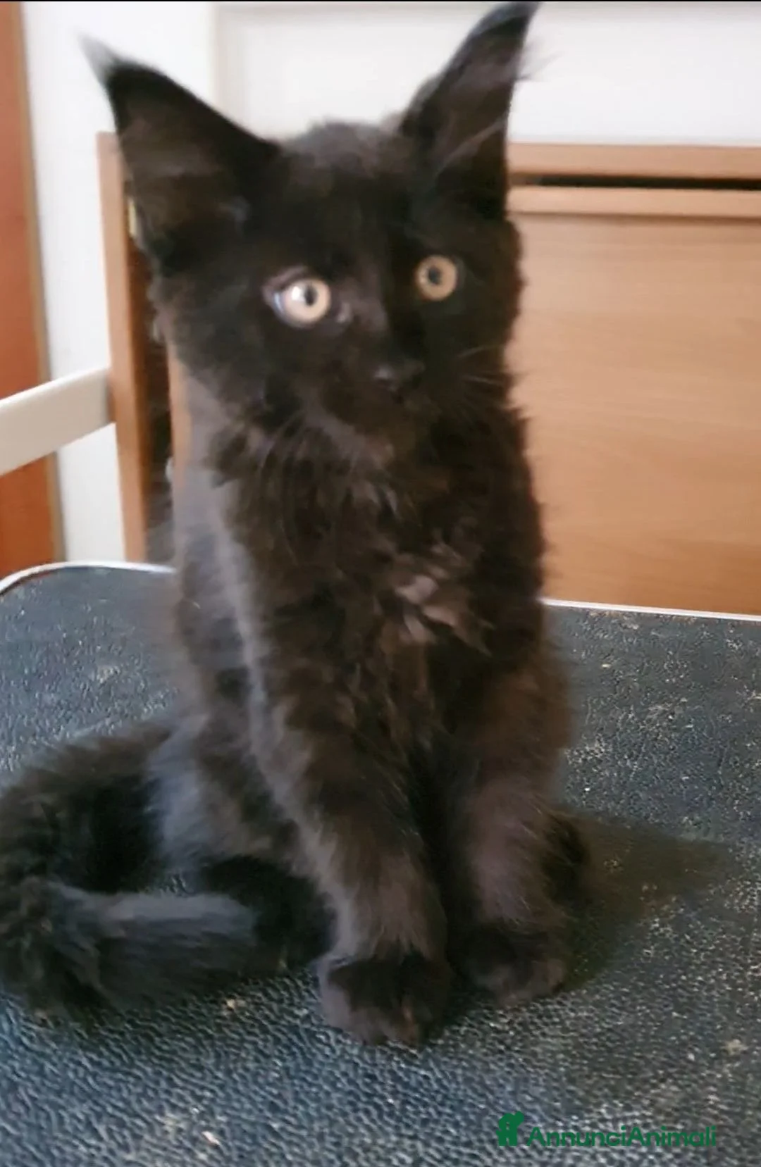 Maine Coon gatti in vendita: Maine Coon maschio nero  - Annuncio 2