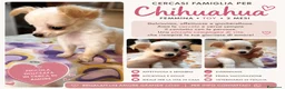 Chihuahua cani in vendita: Cucciolo chihuahua  a Libero consorzio comunale di Ragusa - Annuncio 2
