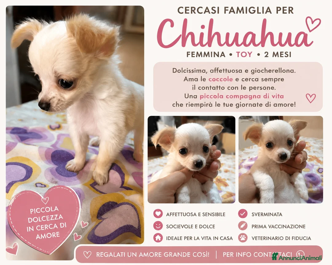 Chihuahua cani in vendita: Cucciolo chihuahua  a Libero consorzio comunale di Ragusa - Annuncio 2