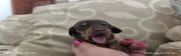 Bassotto cani in vendita: Bassotto tedesco kaninchen pelo raso - Annuncio 4