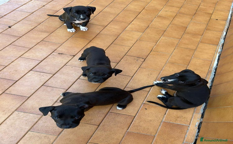 American Staffordshire cani a Città metropolitana di Roma Capitale - Annuncio 1