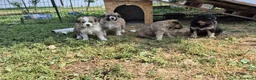 Meticcio cani in regalo: Regalo cuccioli - Annuncio 6
