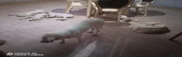 Pastore Abbruzzese Maremmano cani in regalo: regalo cucciolo di maremmano  a Provincia di Nuoro - Annuncio 3