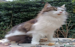 Maine Coon gatti in vendita: Cucciola Maine Coon con pedigree colore Torbie - Annuncio 5