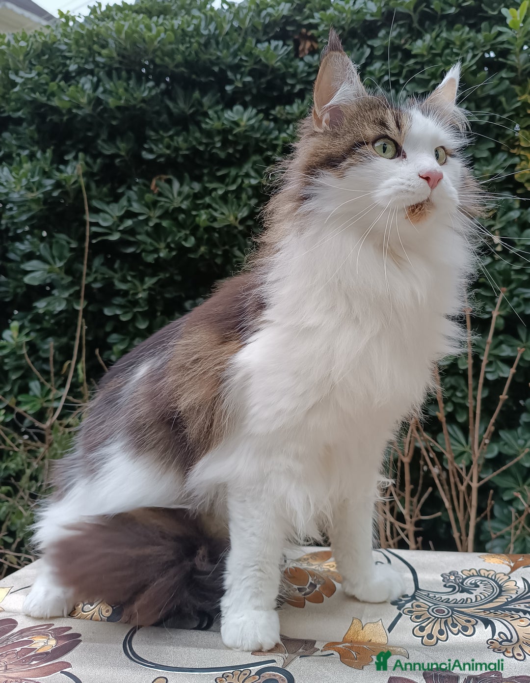 Maine Coon gatti in vendita: Cucciola Maine Coon con pedigree colore Torbie - Annuncio 5