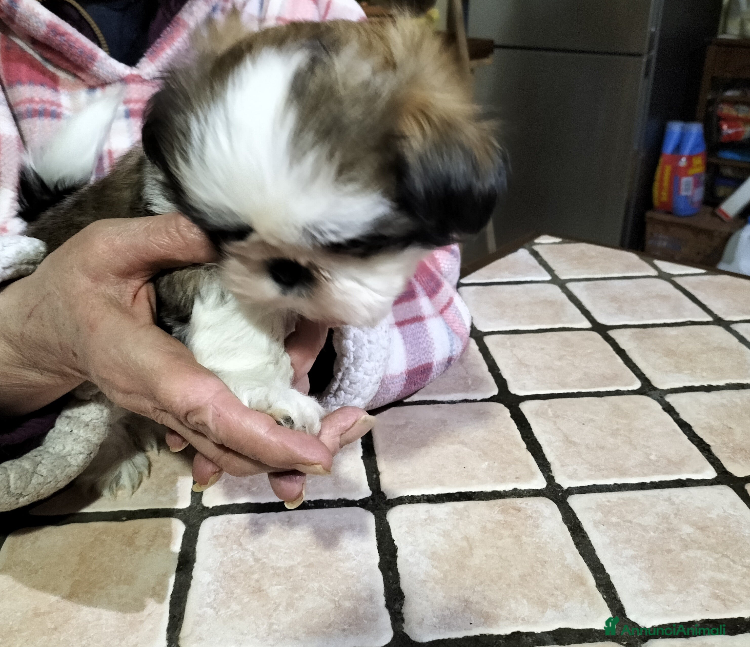 Shih Tzu cani Cucciolo di shitzu  - Annuncio 2