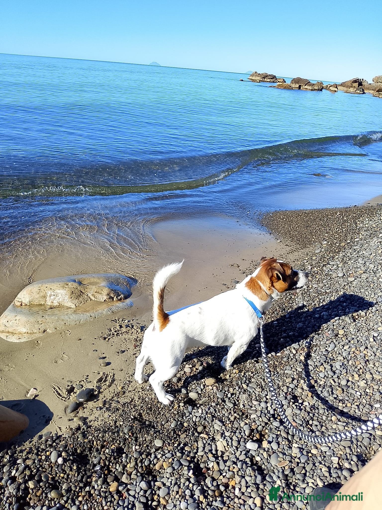 Jack Russell cani Jack Russell  - Annuncio 1