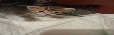 Bengala 1