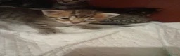 Bengala gatti in vendita: Bengalese abissino - Annuncio 2