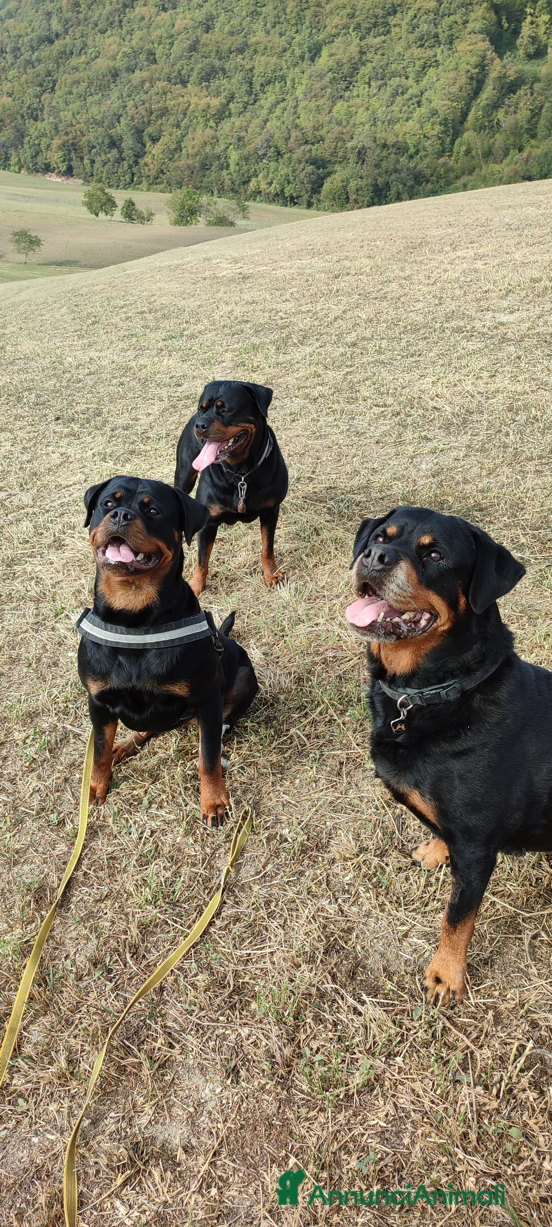 Immagine della galleria {{count}}