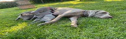 Weimaraner cani in vendita:  CUCCIOLI DISPONIBILI di Weimaranner  - Annuncio 6