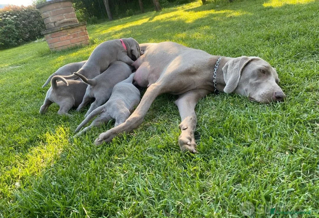 Weimaraner cani in vendita:  CUCCIOLI DISPONIBILI di Weimaranner  - Annuncio 6