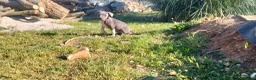 American Staffordshire cani in vendita: Amstaff blu - Annuncio 12