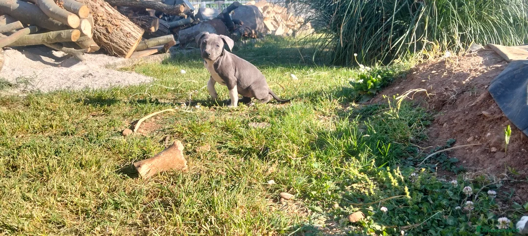 American Staffordshire cani in vendita: Amstaff blu - Annuncio 12