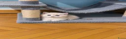 British gatti in vendita: British Golden  - Annuncio 6
