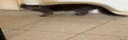 Meticcio gatti in regalo: Gattini a Provincia di Padova - Annuncio 2