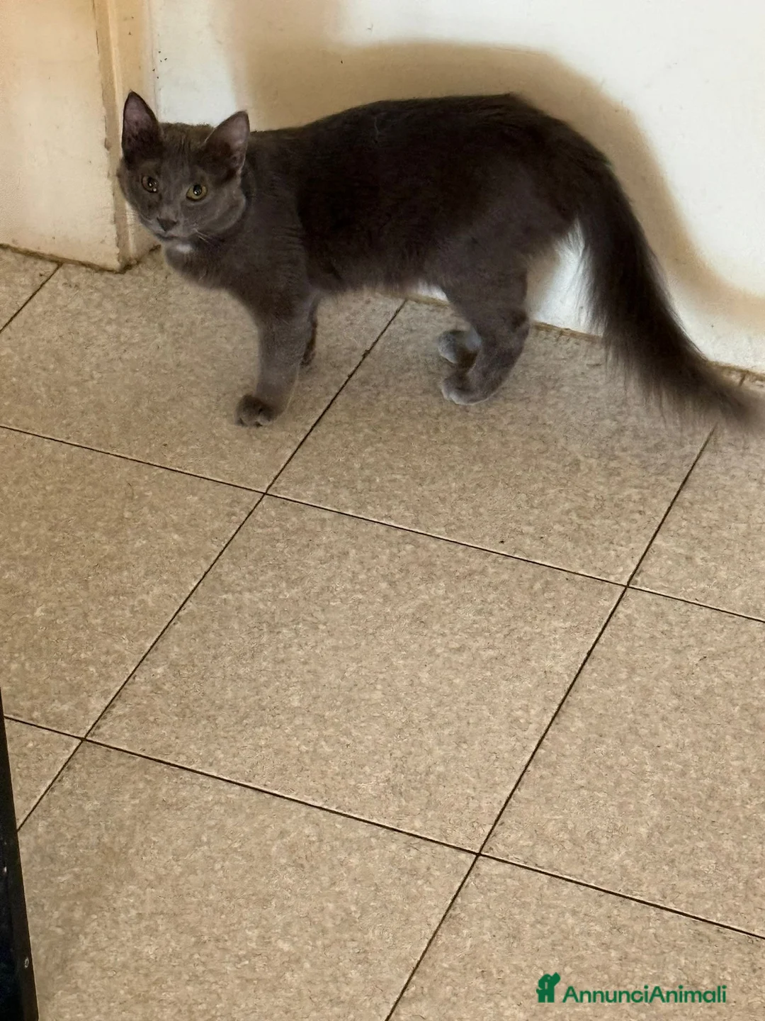 Meticcio gatti in regalo: Gattini a Provincia di Padova - Annuncio 2