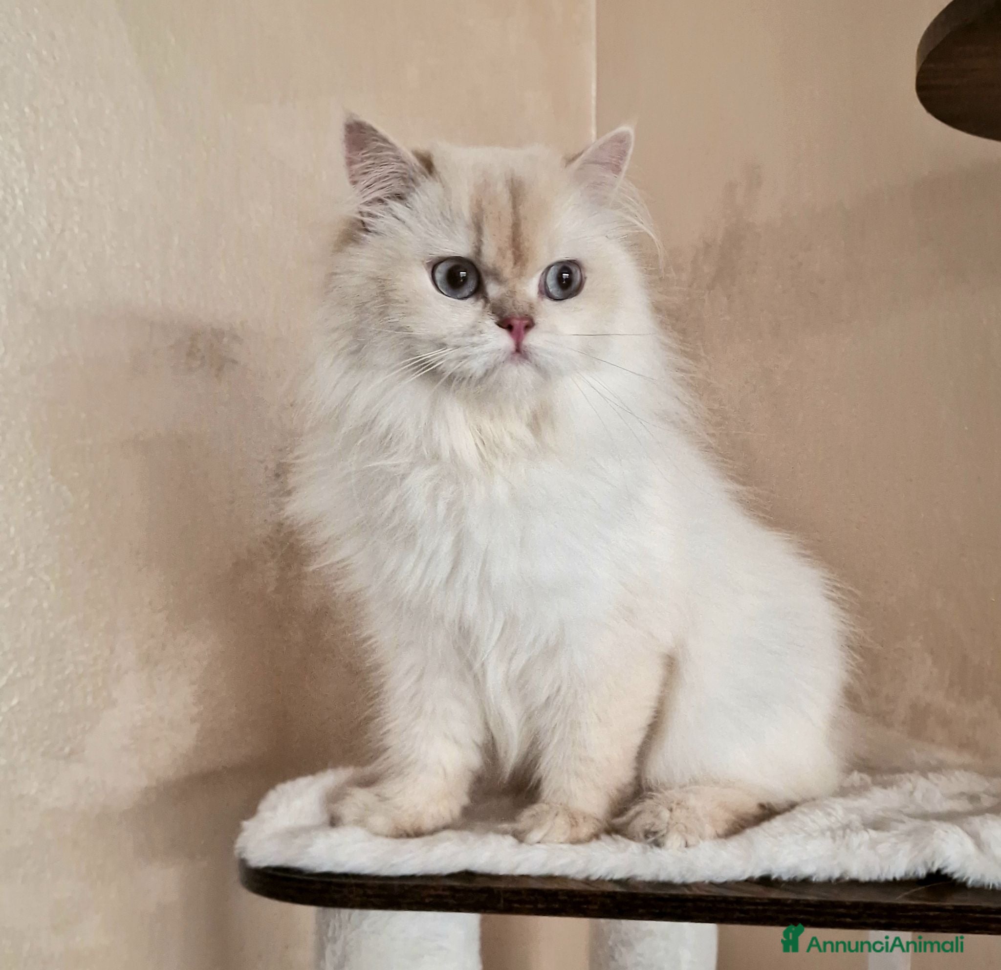 British gatti DA RIPRODUZIONE GATTA BRITISH LONGHAIR  - Annuncio 2