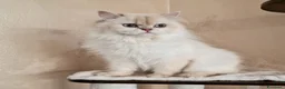 British gatti in vendita: DA RIPRODUZIONE GATTA BRITISH LONGHAIR  - Annuncio 1