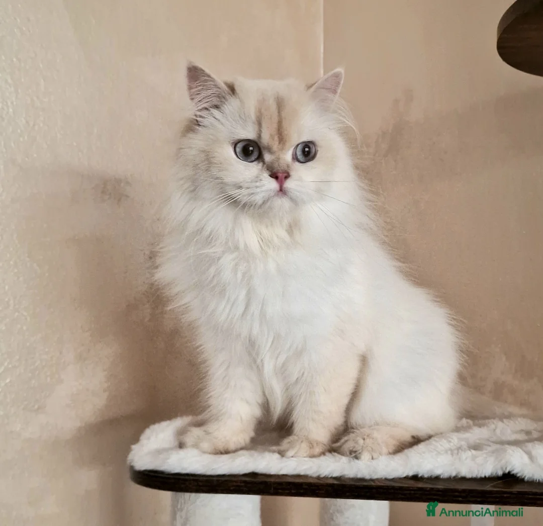 British gatti in vendita: DA RIPRODUZIONE GATTA BRITISH LONGHAIR  - Annuncio 1