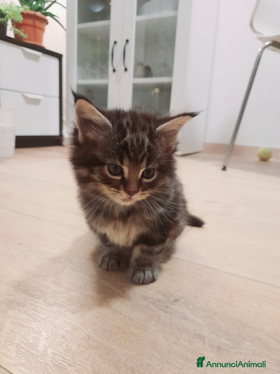 Maine Coon gatti in vendita: Gattini disponibili  - Annuncio 6