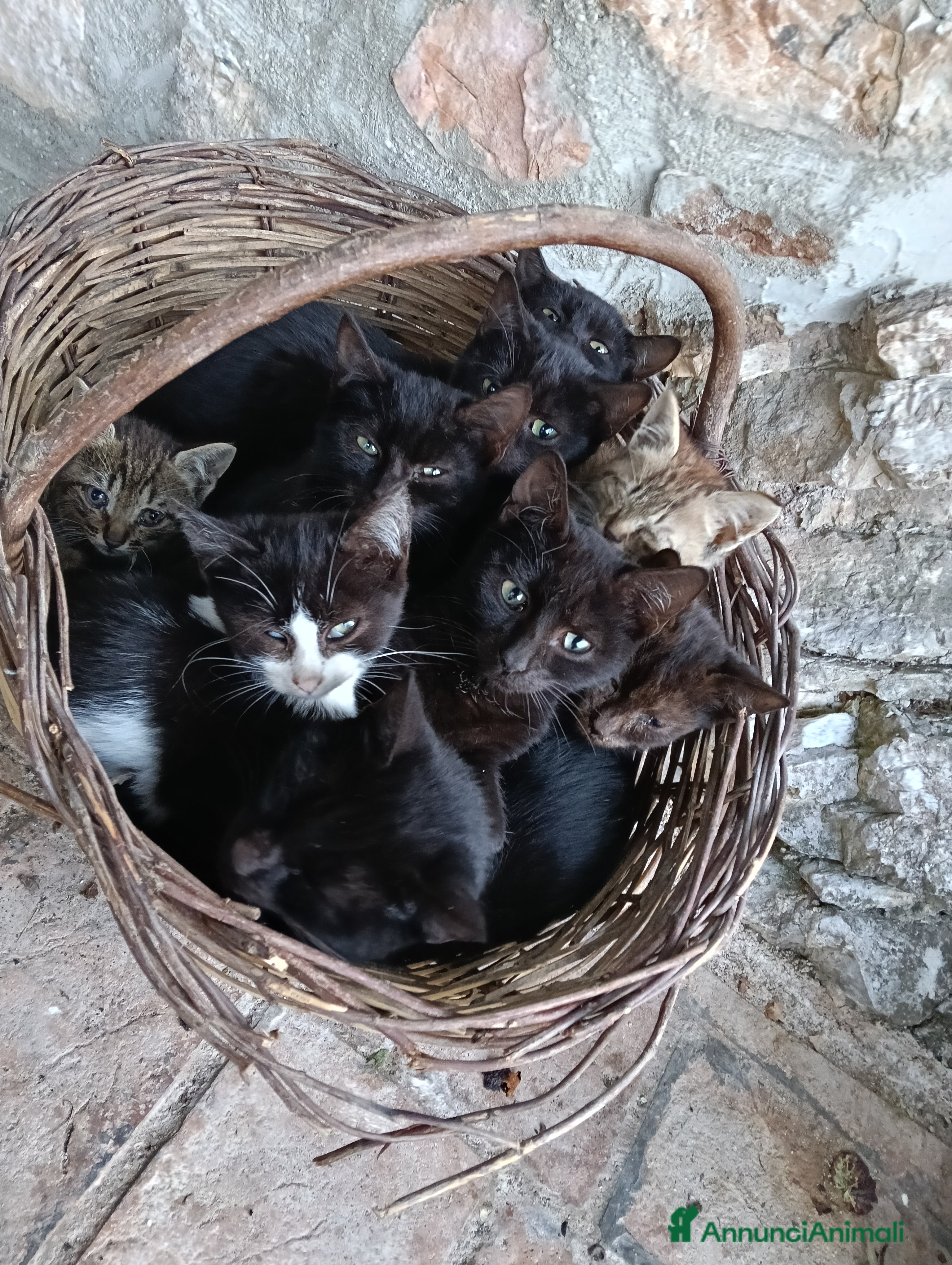 Altre razze gatti Adozione  - Annuncio 16