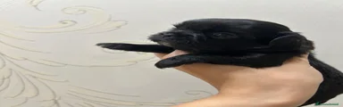 Chihuahua 1