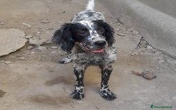 Setter Inglese cani in regalo: SETTERINA PERLA - Immagine 2