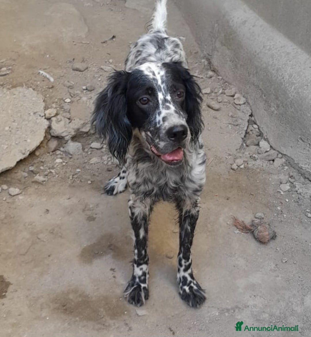 Setter Inglese cani in regalo: SETTERINA PERLA - Immagine 2