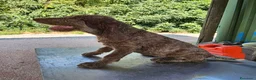 Spinone cani in vendita: Spinone Italiano con pedigree - Annuncio 6