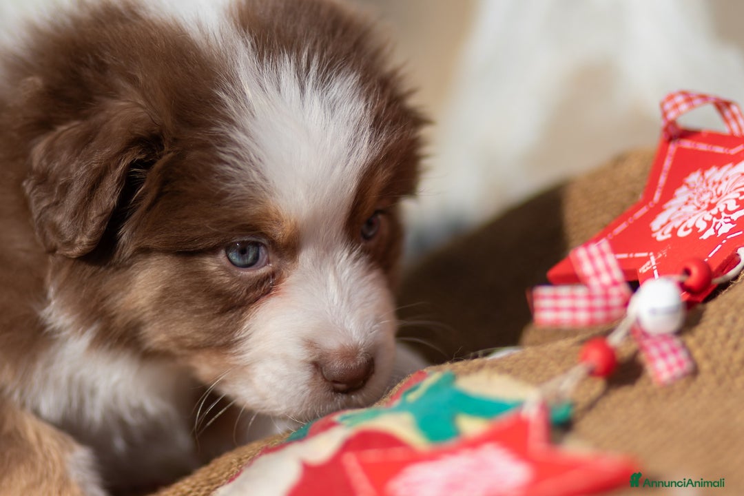 Australian Shepherd cani in vendita: Cucciola femmina di Pastore australiano  - Annuncio 8