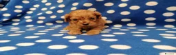 Cavapoo cani in vendita: Cavapoo cuccioli - Annuncio 5