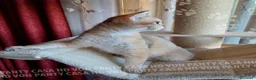 Scottish gatti in vendita: Cuccioli Scottish Straight - Annuncio 8