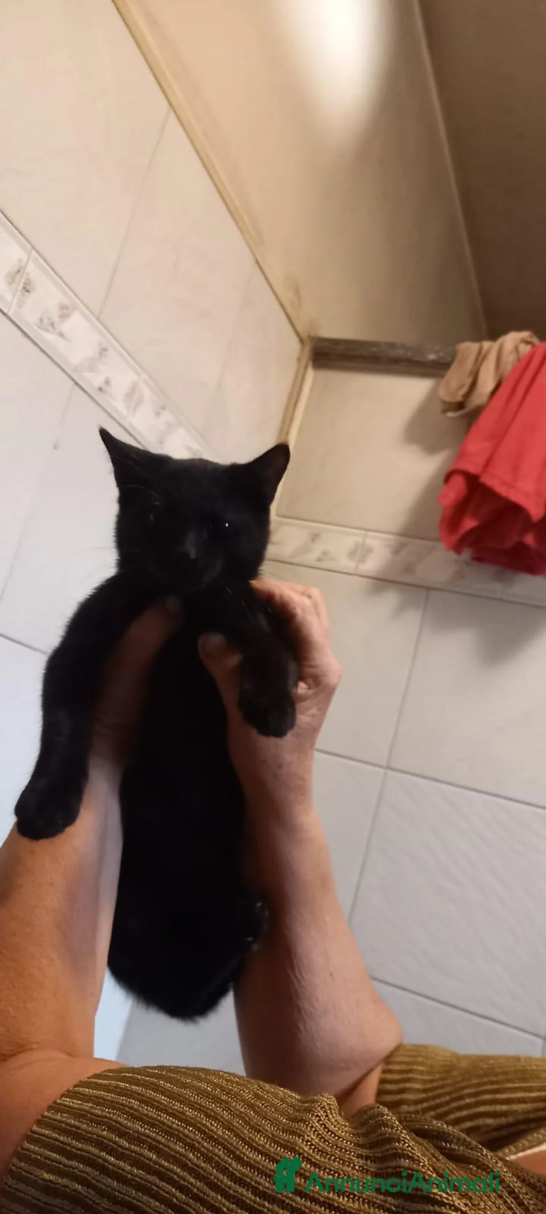 Meticcio gatti in regalo: Buio micio nero - Annuncio 2
