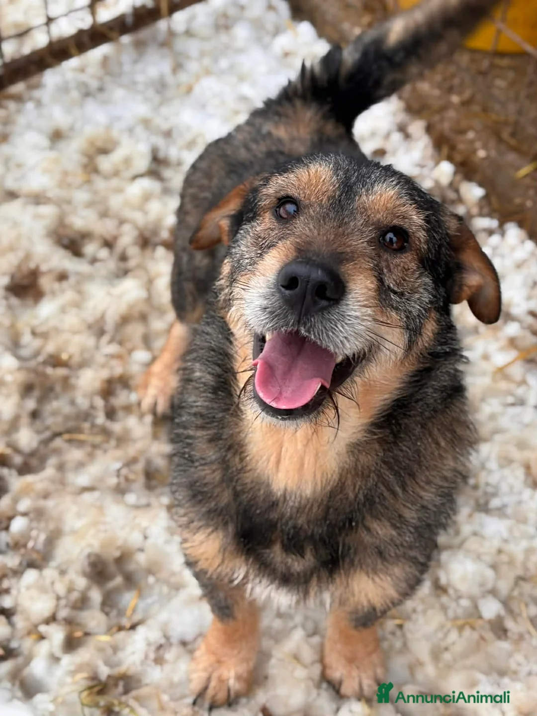 Meticcio cani in regalo: BACON, terrier SUPER SIMPATICO E COCCOLONE! - Annuncio 8