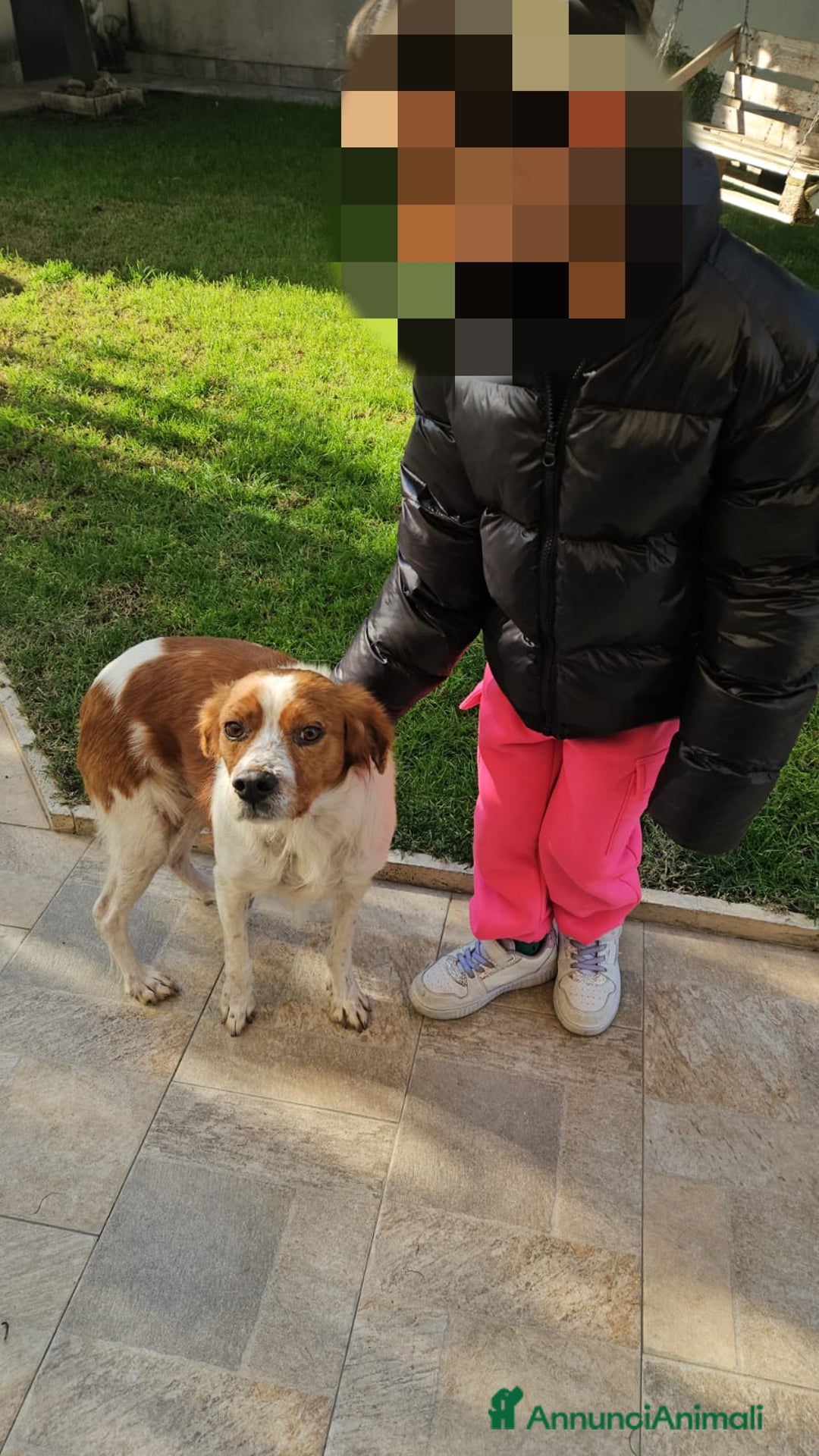 Breton cani in regalo: Tommy: giovane bretoncino socievole equilibrato  - Annuncio 11