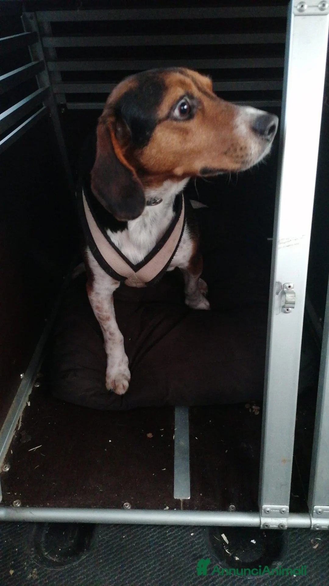 Beagle cani in regalo: Leo, Beagle maschio in canile - Annuncio 2