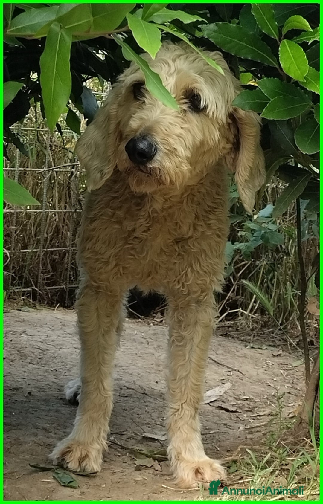 Lagotto cani in regalo: ALDO, DOLCE SIMIL LAGOTTINO 4 ANNI, UNA VITA NEGAT - Immagine 3