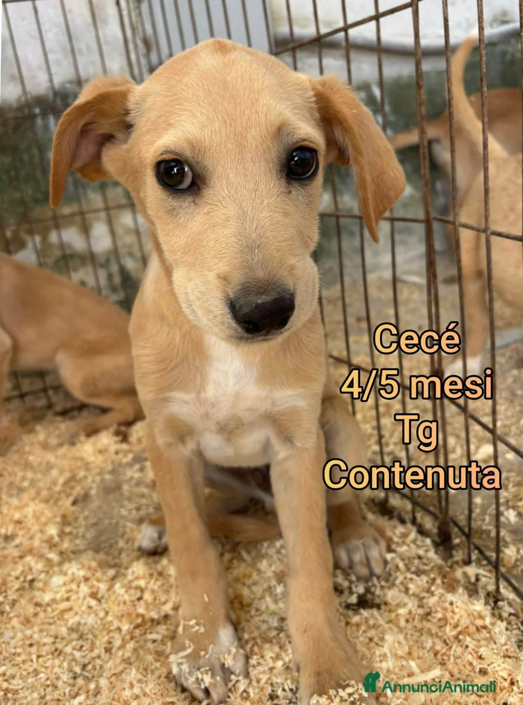 Meticcio cani in regalo: ADOTTA UN CUCCIOLO  a Provincia di Reggio Emilia - Annuncio 2
