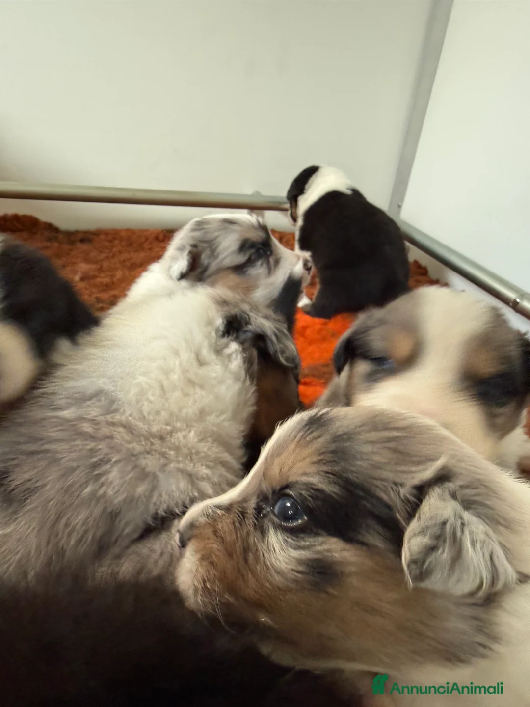 Australian Shepherd cani in vendita: Vendesi cuccioli di Australian shepherd - pedigree - Annuncio 12