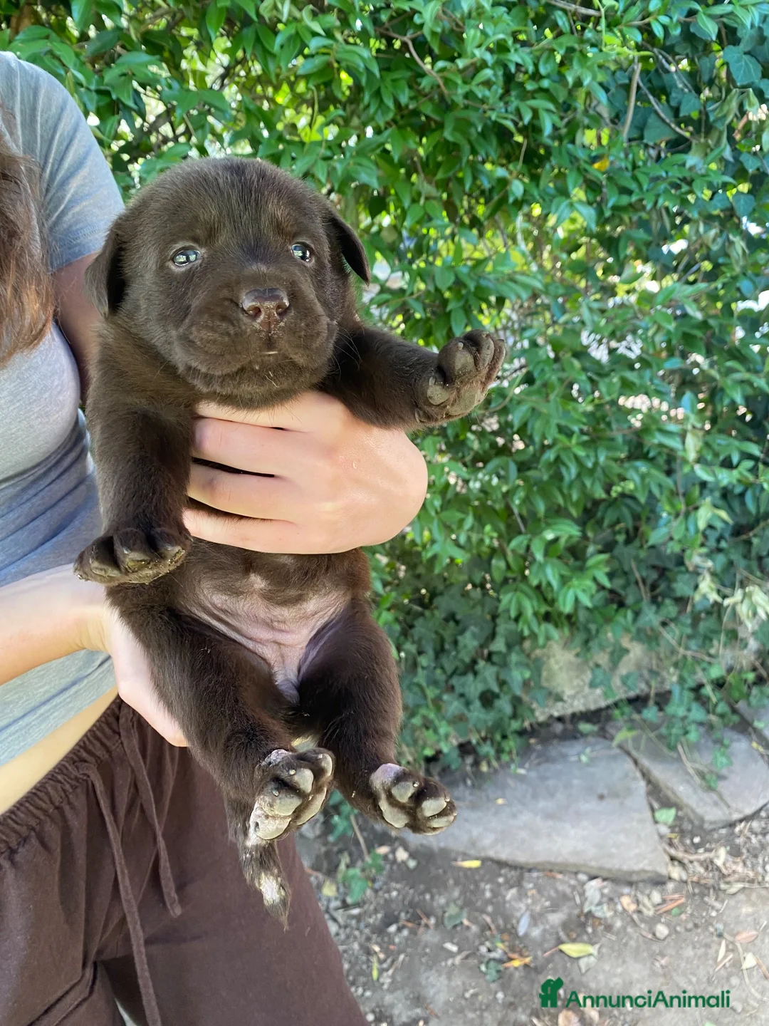 Labrador cani in vendita: Labrador retriever chocolate - Annuncio 2