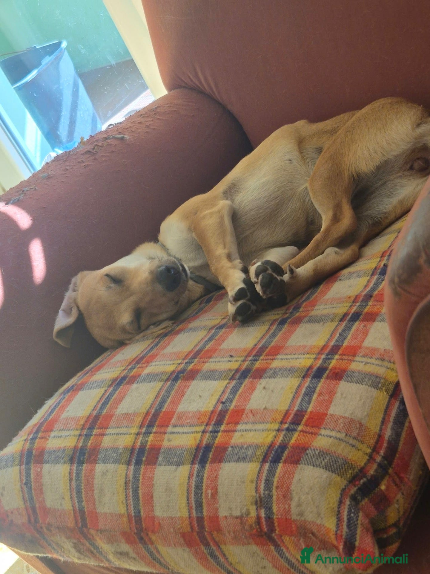 Meticcio cani lo regalo  - Annuncio 11