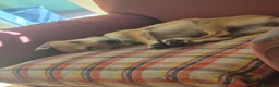 Meticcio cani in regalo: lo regalo  - Annuncio 1