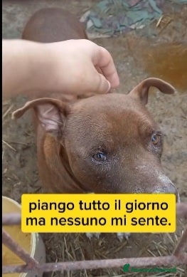 Meticcio cani 8anni di attese e pianti in box..SALVIAMOLO a Città metropolitana di Milano - Annuncio 15